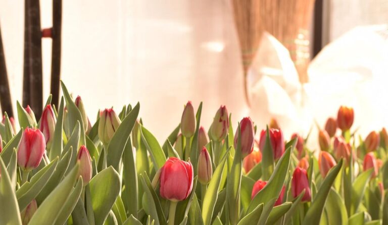 tulipanes en flor