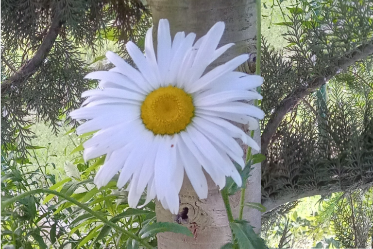 ¿Sabías que la margarita es la flor universal de abril?