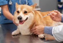 La vacunación en animales: clave para erradicar la rabia
