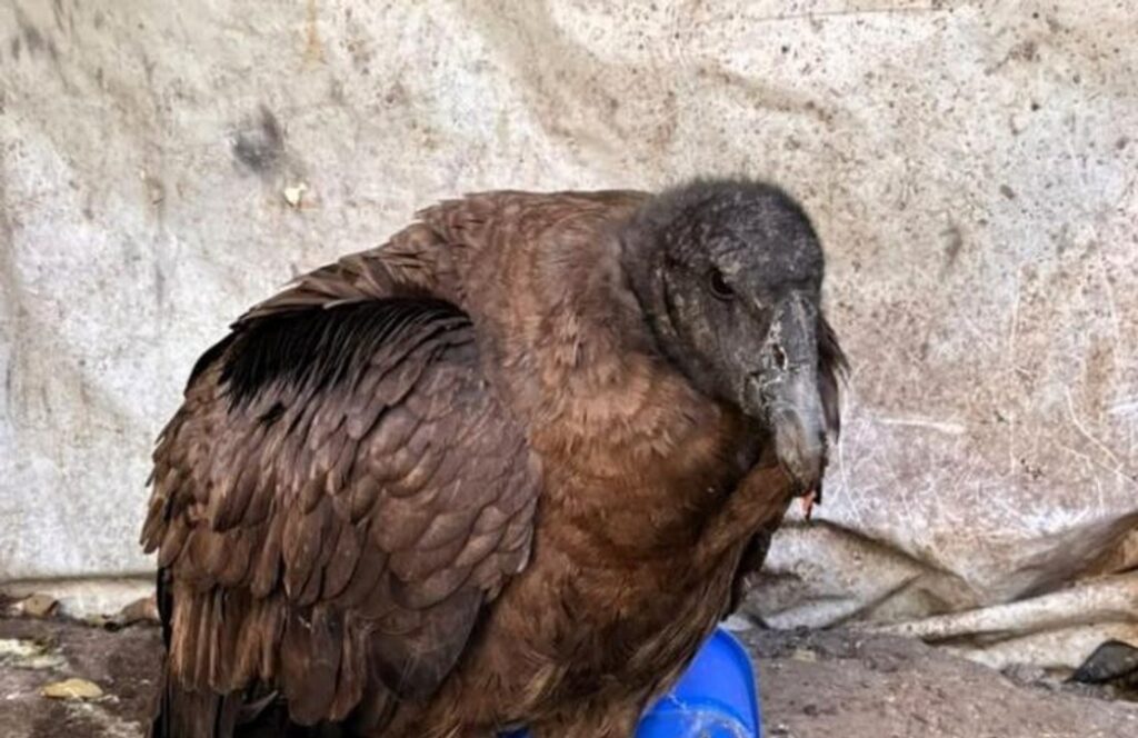 Tucumán: rescatan a un cóndor que no podía volar