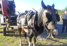 El Rescate de Gitana: Una Lucha por los Derechos de los Animales