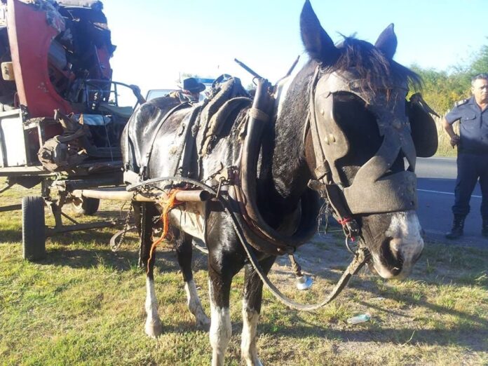 El Rescate de Gitana: Una Lucha por los Derechos de los Animales