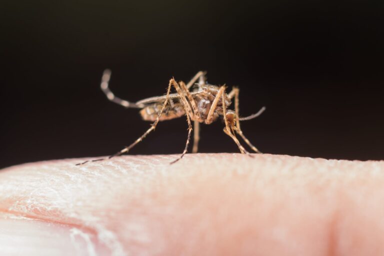 Dengue: tras un inesperado aumento de casos y ante la amenaza de El Niño, buscan intensificar la prevención