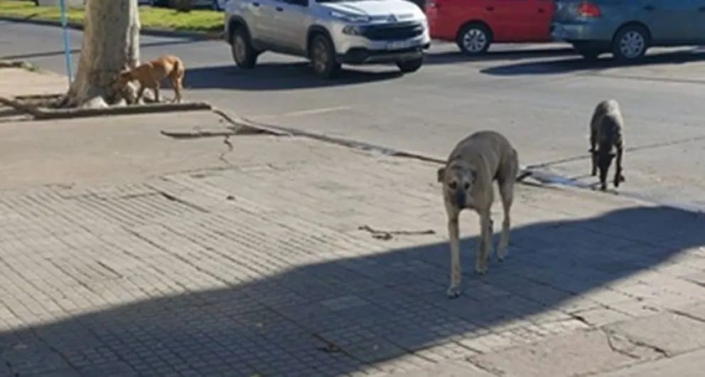 Denuncian envenenamiento de perros en Bolívar: ya murieron cuatro animales