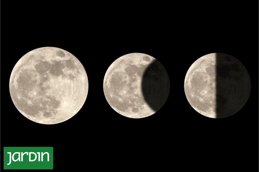 ¿Cómo Influyen las Fases de la Luna en el Jardín? Descubre los Secretos de la Agricultura Biodinámica