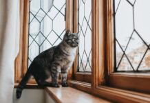 Los Beneficios de las Ventanas para el Bienestar de los Gatos
