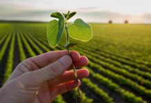 El Fisco se Lleva 17 Veces Más que el Productor de Soja en Argentina