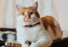 El Color del Pelaje de los Gatos: Mitos y Realidades