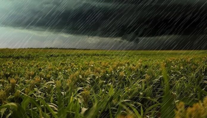 Alerta por Tormentas: El Niño Genera Precipitaciones Excesivas en Zonas Agrícolas