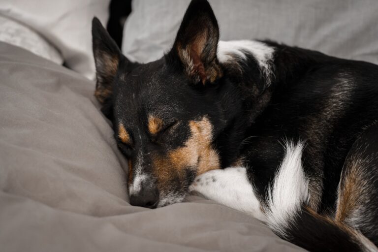 Veterinarios Advierte: ¿Dónde Deben Dormir los Perros en Invierno?