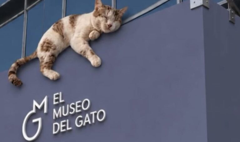 Inaugura en México el Primer Museo del Gato: Un Espacio Interactivo para Amantes de los Felinos
