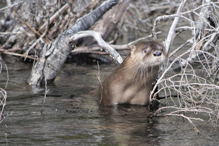 El Huillín Regresa al Parque Nacional Los Alerces Tras Cuatro Décadas de Ausencia