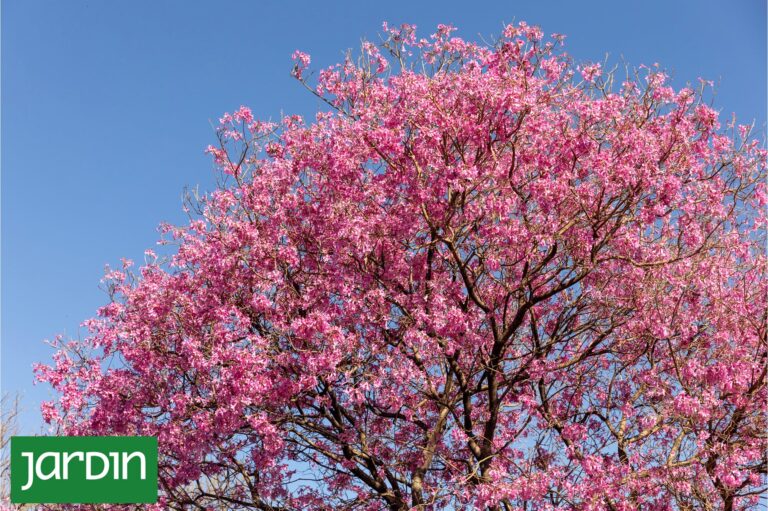 Descubre Seis Árboles Nativos Argentinos que Transforman Jardines y Ciudades