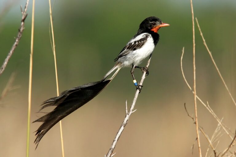 Celebración de 110 Años de Aves Argentinas: Un Legado por la Conservación