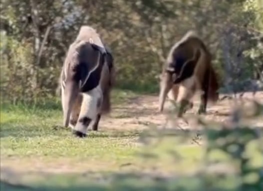El tierno avistamiento de un oso hormiguero con su cría que cautivó las redes sociales