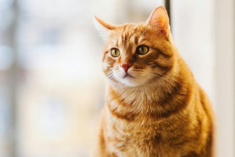 Los gatos naranjas y su verdadero carácter: Más allá del color