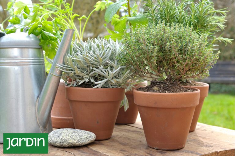 Las Plantas Secas: La Clave para Sobrevivir el Frío Invernales