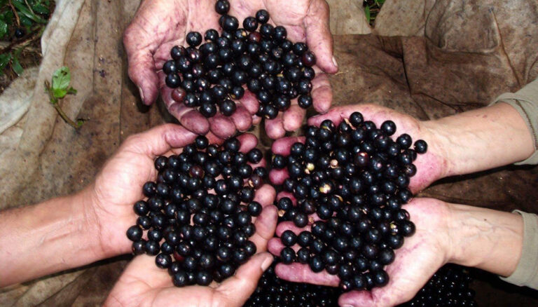 Açaí: El Superfruto que Conquista el Mercado Saludable