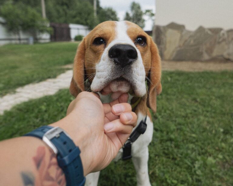 ¿Cómo acariciar a tu perro? Consejos de un experto para evitar el malestar