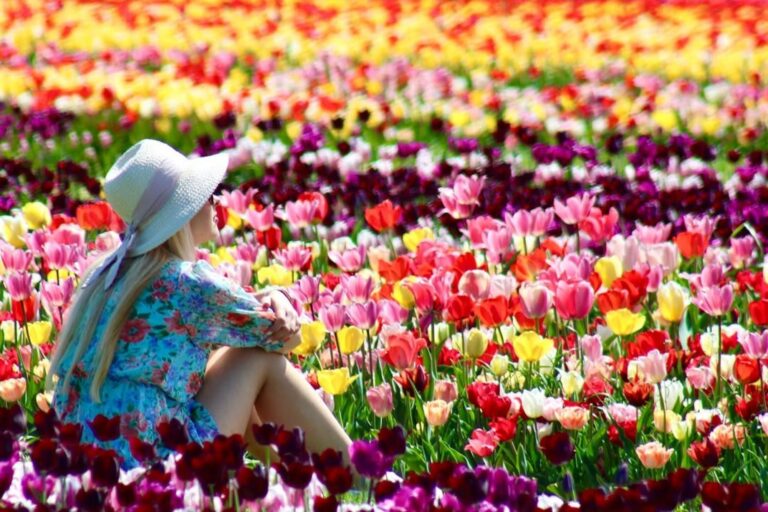 Tulipanes: El Fenómeno Floral Que Revolucionó la Historia y la Economía