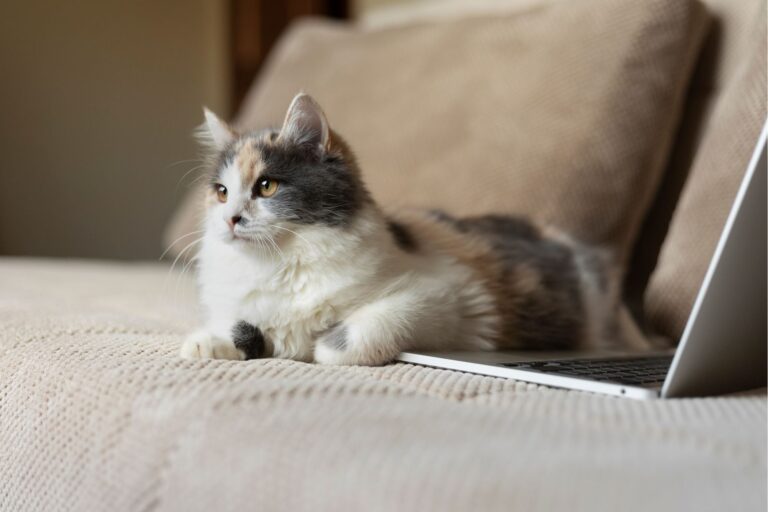 ¿Por qué tu gato se sienta sobre la computadora? Descubre su mensaje oculto