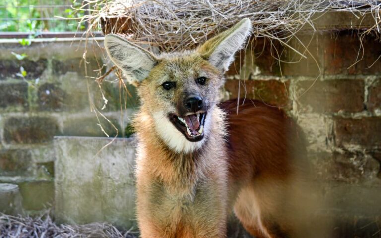 Rescatan a un aguará guazú en Rosario: un operativo para proteger una especie vulnerable
