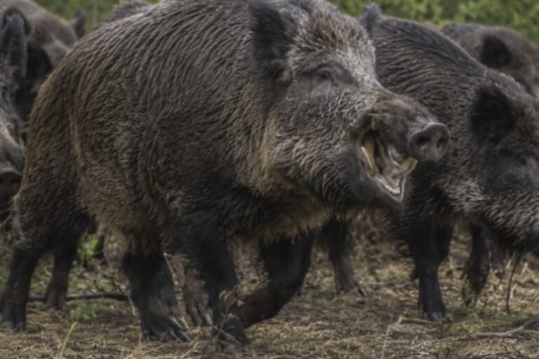 Río Negro avanza hacia la legalización de la venta de carne de jabalí y guanaco