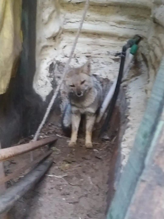 Rescatan a un zorro atrapado en el patio de una vivienda y lo liberan en su hábitat natural