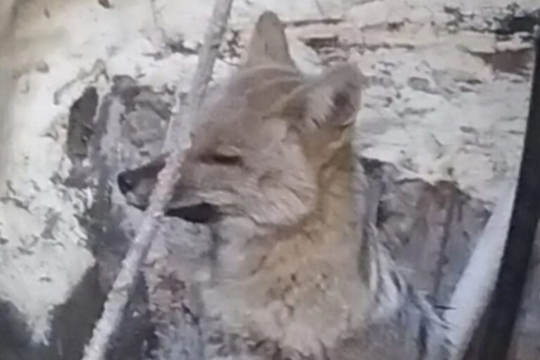 Rescatan a un zorro atrapado en un patio en Pinamar y lo devuelven a su hábitat