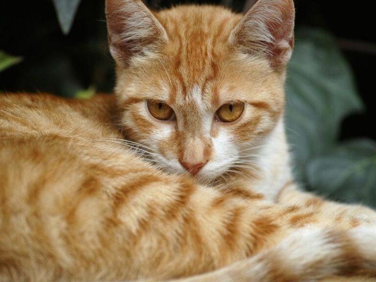 Entendiendo el lenguaje de los gatos: ¿Por qué tu mascota te muerde después de un saludo?