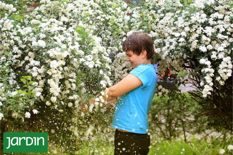 La Corona de Novia: El Arbusto que Anuncia la Primavera