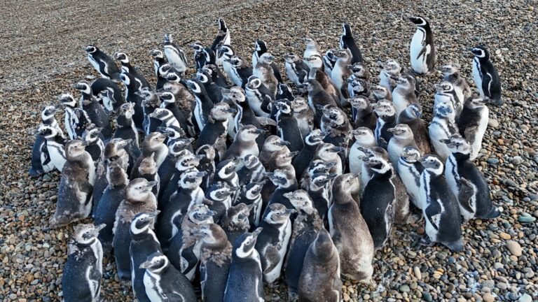 Emotivo Rescate: 40 Pingüinos Encuentran Nuevo Hogar Tras el Cierre del Aquarium