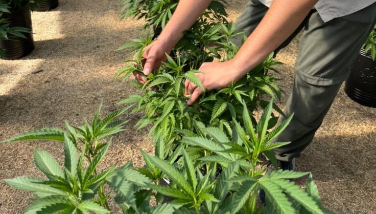 Mendoza impulsa una revolución productiva con la regulación del cannabis