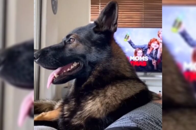 Un perro policía sorprende en TikTok por su reacción a la palabra «cocaína»