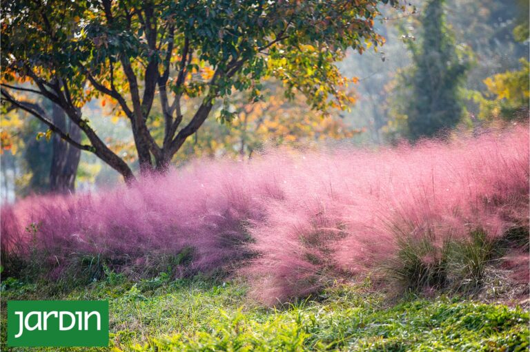 La Gramínea Rosada que Transforma los Jardines: Descubre Muhlenbergia capillaris