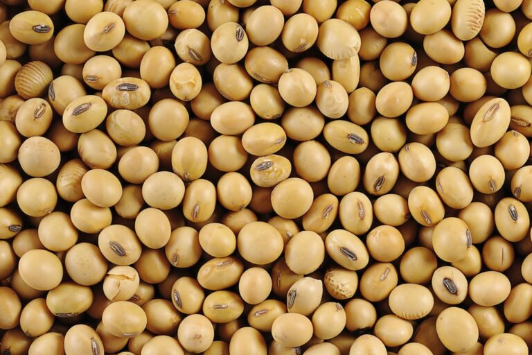Argentina Resiste la Caída de Precios en Chicago: Un Análisis del Mercado Agrícola
