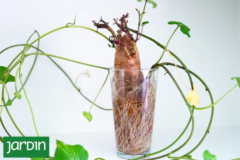 Transforma tu batata en un jardín: Cultivo sencillo desde la cocina